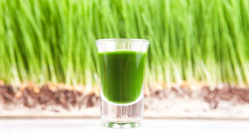 Wheatgrass Shots