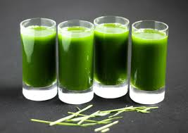 Wheatgrass Shots